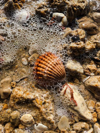 Close-up of seashell on beach