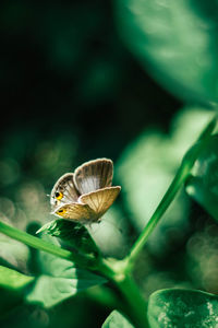 Close-up of butterfly pollinating flower