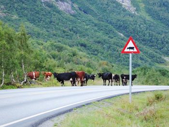 View of cows standing on road