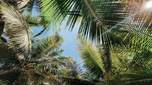 Low angle view of palm trees against sky