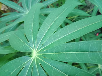 Full frame shot of green leaves