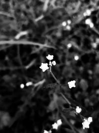 Close-up of white flowering plant