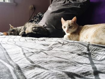 Close-up of cat sleeping on bed