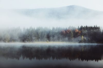 Foggy morning in the wilderness forest. colorful trees reflected in the lake. autumn  wallpaper	