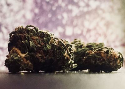 Close-up of dried plant