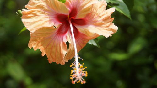 Close-up of hibiscus flower