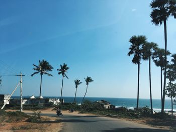 Palm trees on beach