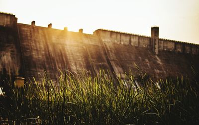 Plants growing on grassy field