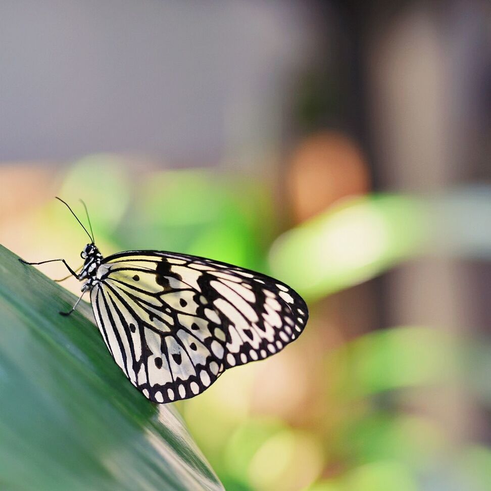 BUTTERFLY PERCHING ON LEAF