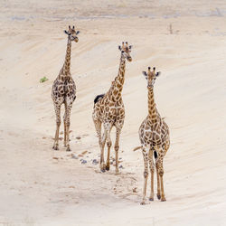 High angle view of giraffes walking on land