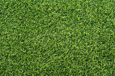 Golf courses green lawn pattern textured background