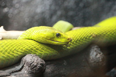Close-up of yellow lizard
