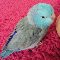 Close-up of parrot perching