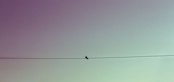 Low angle view of bird perching on cable against sky at dusk