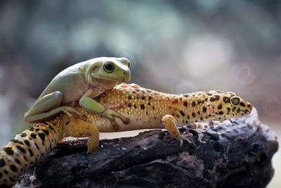 Close-up of lizard on rock