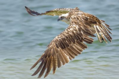 Close-up of eagle flying over lake