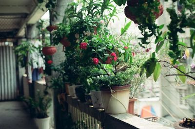 Potted plants on the wall