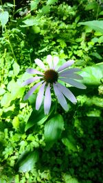 Close-up of flower blooming outdoors