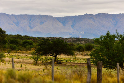 Trees on landscape against mountain range