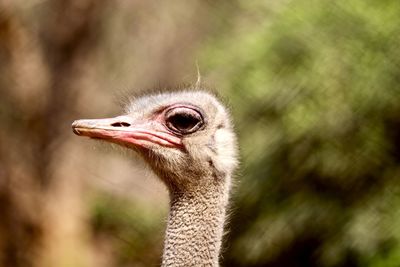 The ostrich  is a flightless bird native to africa