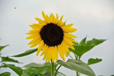 Close-up of bee on sunflower against sky