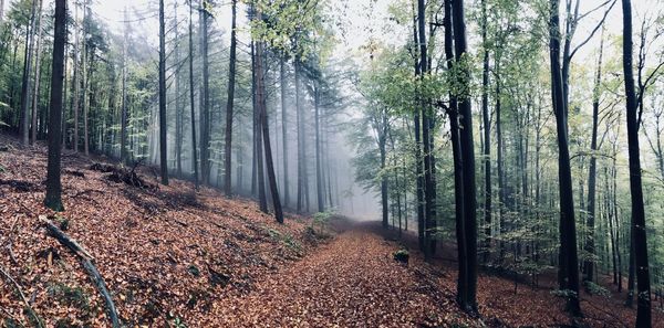 Trees in forest