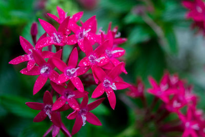 Close-up of pink flowers