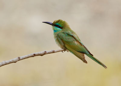 Close-up of bird perching on branch