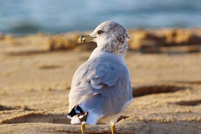 Close-up of bird on beach