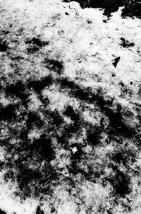 High angle view of lizard on sand at beach