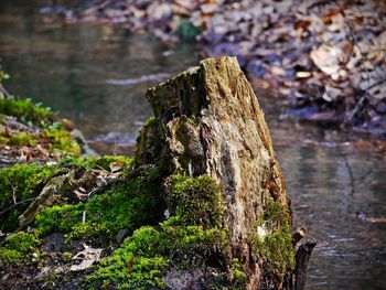 Close-up of tree trunk