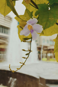 Close-up of flower tree