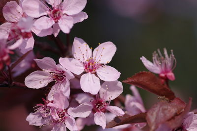 Close-up of pink cherry blossoms