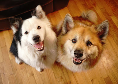 High angle view of dogs on hardwood floor