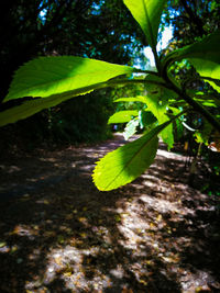 Close-up of a tree