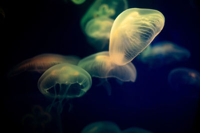 Jellyfish swimming in sea