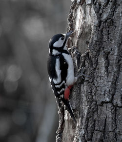 Close-up of bird on tree trunk