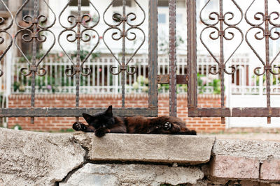 Cat lying on side on concrete wall