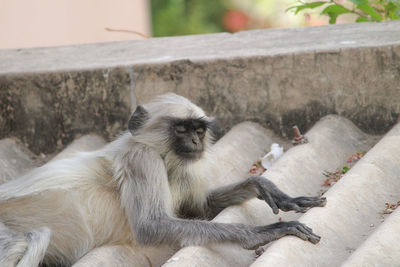 Monkeys sitting on retaining wall in zoo