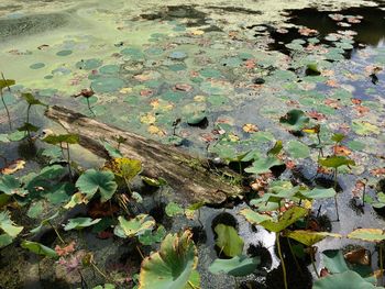 High angle view of leaves floating on lake