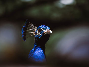 Close-up portrait of a peacock