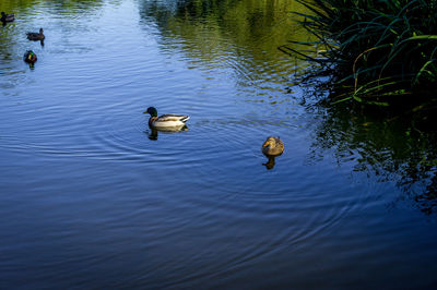 Ducks swimming on lake