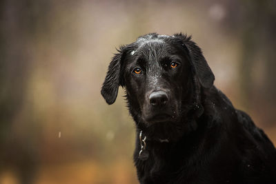 Close-up of black dog in rain