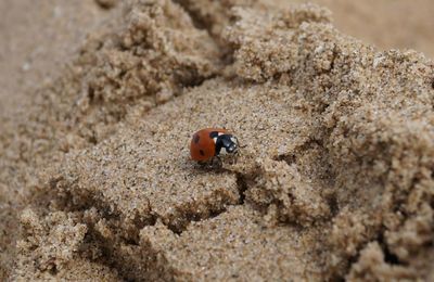 High angle view of ladybug on sand