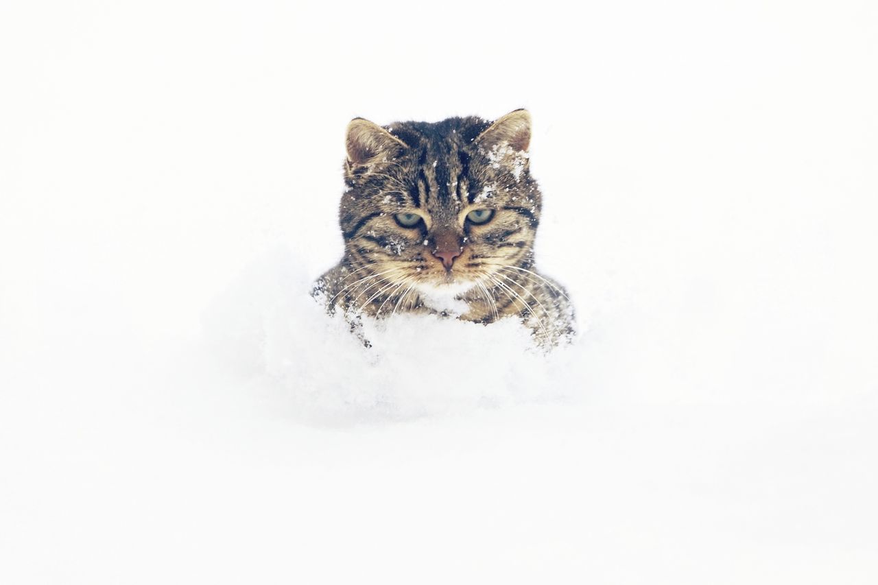 pets, domestic, mammal, cat, domestic animals, one animal, animal, animal themes, feline, domestic cat, vertebrate, copy space, studio shot, white background, no people, portrait, looking at camera, winter, snow, indoors, whisker, animal head