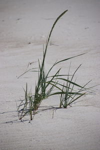 Close-up of dry plant on beach