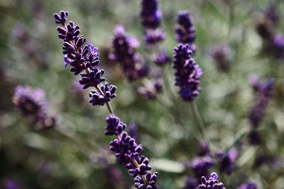 Close-up of butterfly on purple flowering plant