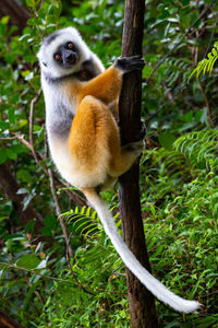 Portrait of squirrel on tree in forest