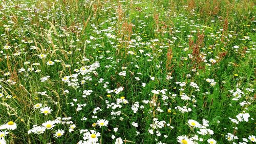 Close-up of white flowering plants on field