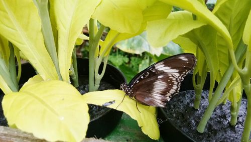 Close-up of butterfly pollinating flower